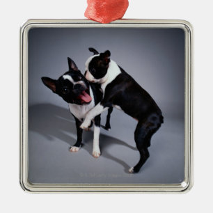 Playful Boston Terriers Metal Tree Decoration