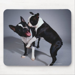 Playful Boston Terriers Mouse Pad