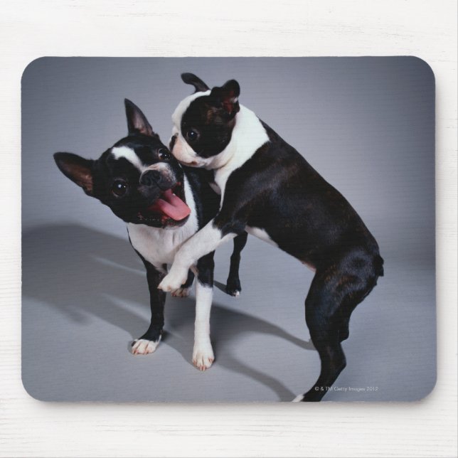 Playful Boston Terriers Mouse Pad (Front)