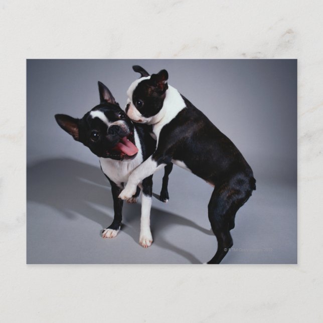 Playful Boston Terriers Postcard (Front)