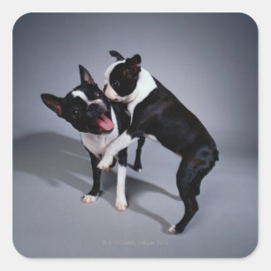 Playful Boston Terriers Square Sticker