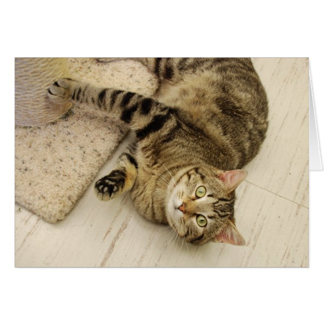 Playful Cat (Front Horizontal)