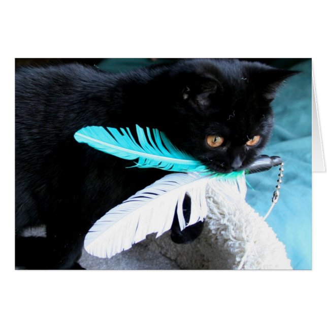 Playful cat catches feather toy (Front Horizontal)