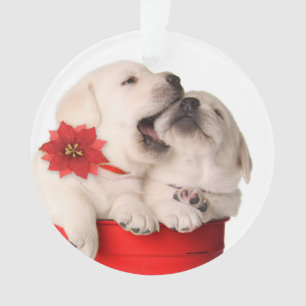 Playful Christmas Puppies In A Red Container Ornament