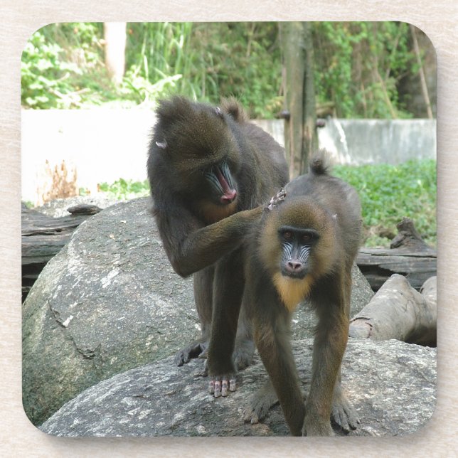 Playful, cute, smart and friendly baboons coaster (Front)