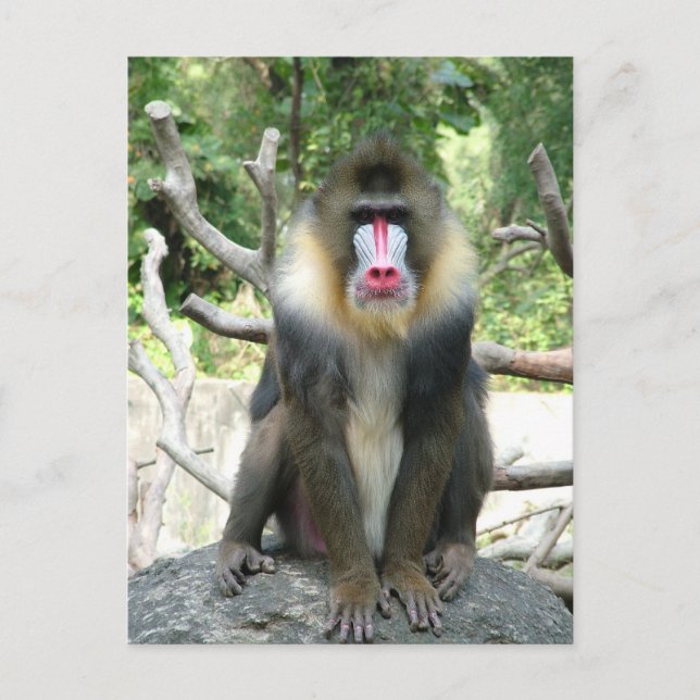 Playful, cute, smart and friendly baboons postcard (Front)
