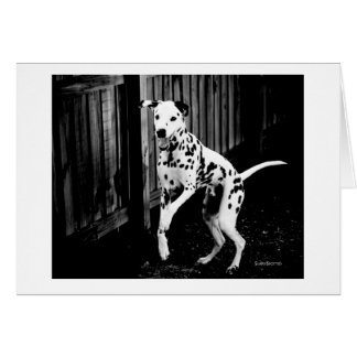 Playful Dalmatian Card
