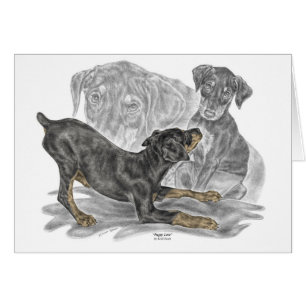 Playful Doberman Pinscher Puppies