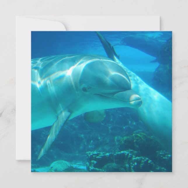 Playful Dolphins Invitations (Front)