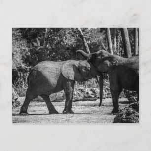 Playful Elephants Postcard
