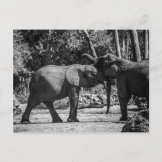 Playful Elephants Postcard