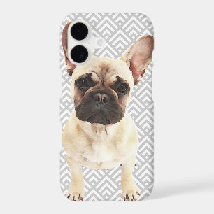 Playful French Bulldog