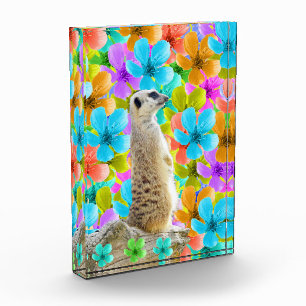 Playful Garden: Meerkat Amid Tricolored Blossoms Photo Block