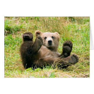 Playful Grizzly Bear