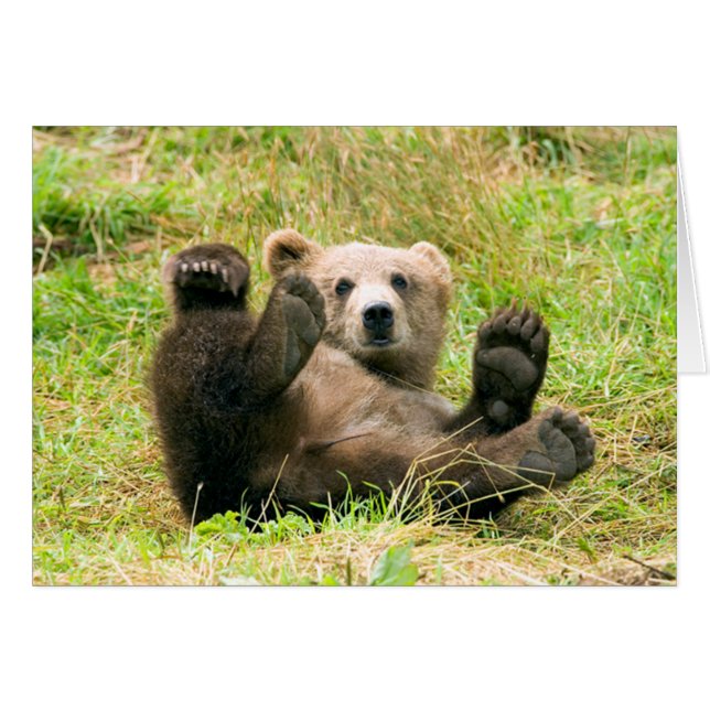 Playful Grizzly Bear (Front Horizontal)