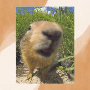 Playful Groundhog Close-Up Postcard
