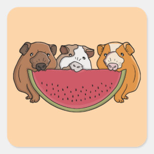 Playful Guinea Pigs and Watermelon Illustration Square Sticker