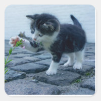 Playful kitten