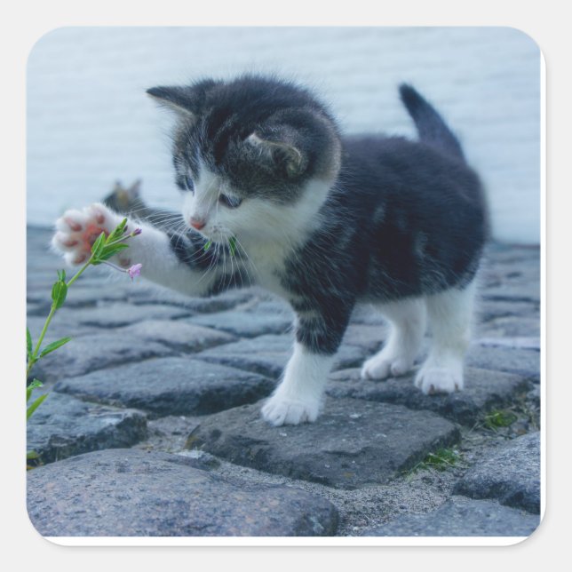 Playful kitten square sticker (Front)