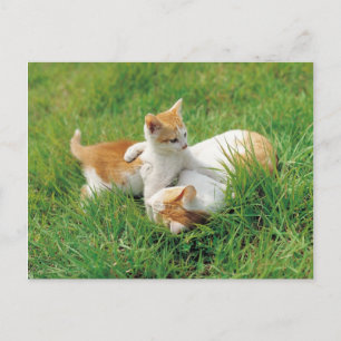 Playful kitties postcard