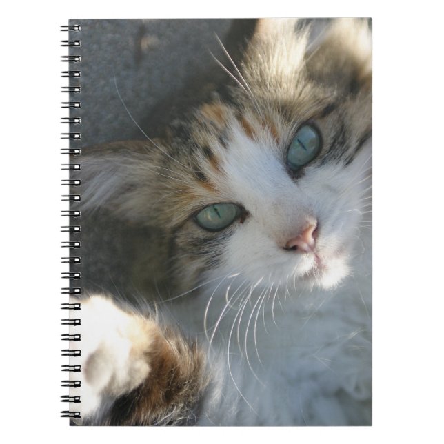 Playful Kitty Notebook (Front)