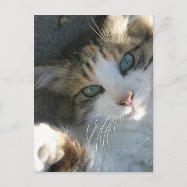 Playful Kitty Postcard (Front)