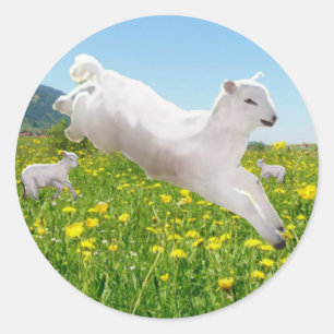 Playful Leaping Lambs Easter  Classic Round Sticker