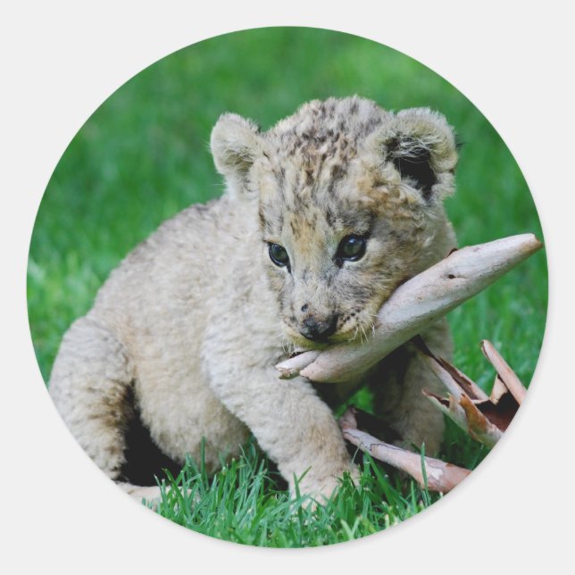 Playful lion classic round sticker (Front)