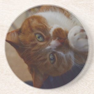 Playful Nutmeg. Coaster