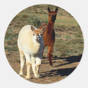 "Playful Pairs: Young Brown and White Alpacas" Classic Round Sticker