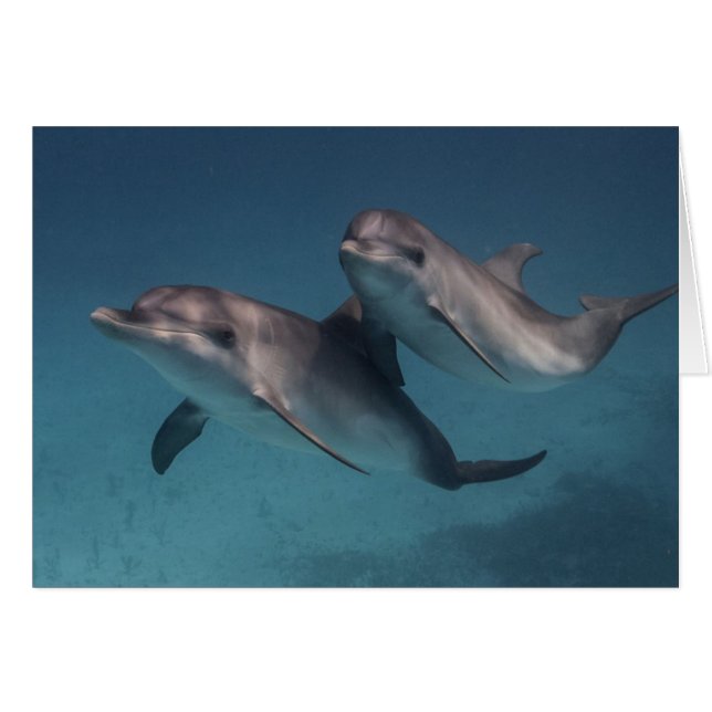 Playful Pose (Front Horizontal)