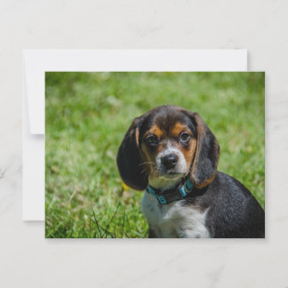 Playful Pup in the Grass Postcard