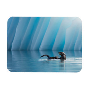 Playful Sea Otter Magnet