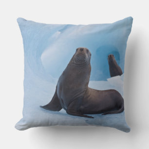 Playful stellar sea lions wrestle on iceberg cushion