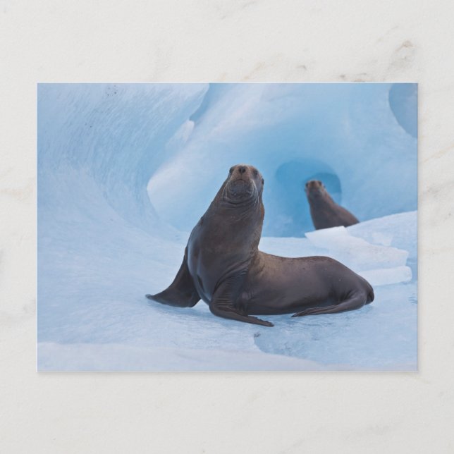 Playful stellar sea lions wrestle on iceberg postcard (Front)
