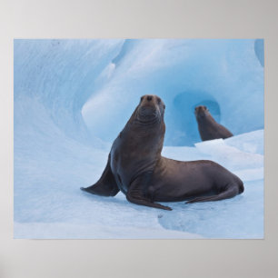 Playful stellar sea lions wrestle on iceberg poster