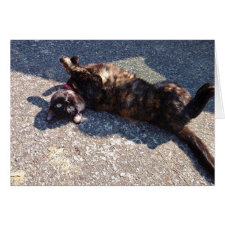 Playful Tortoiseshell Cat