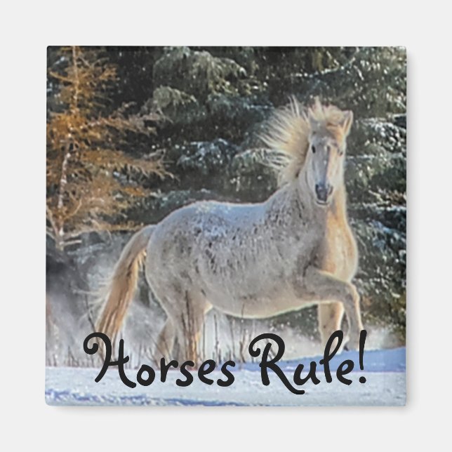Playful White Horse in Winter Snows Photo Magnet (Front)