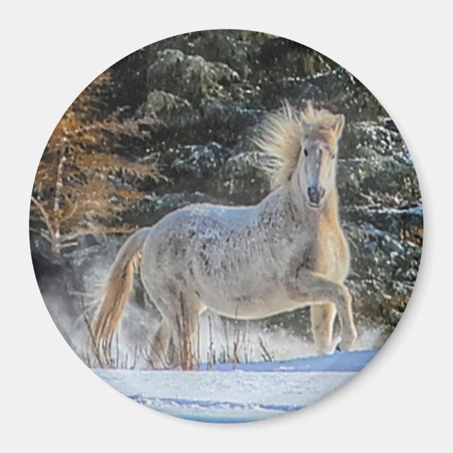 Playful White Horse in Winter Snows Photo Magnet (Front)