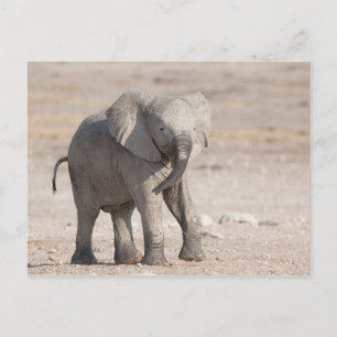 Playful young elephant postcard