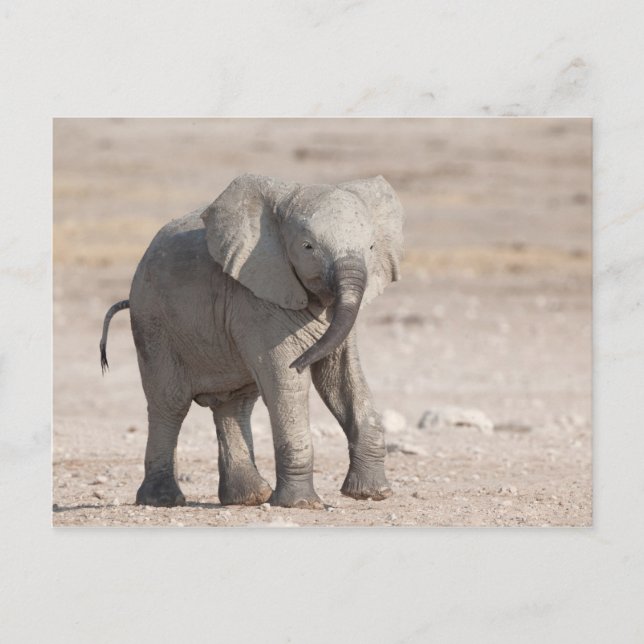 Playful young elephant postcard (Front)