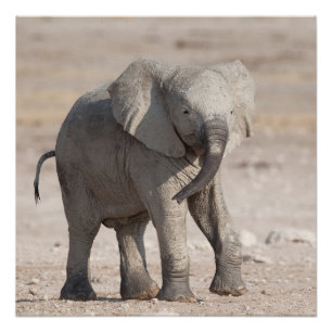 Playful young elephant poster