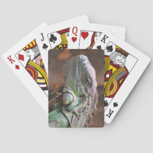 Playing Cards Deck with colourful Iguana lizard