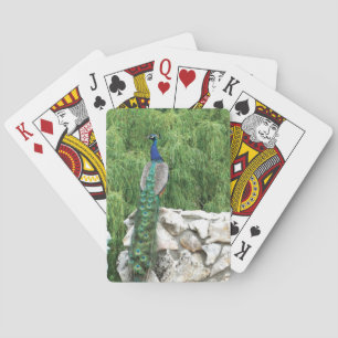 Playing Cards Peacock in garden