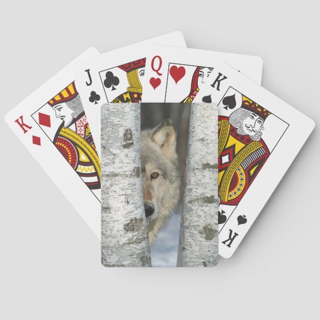 playing cards with pic of grey wolf in birch trees (Back)