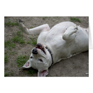 Playing Dogo Argentino