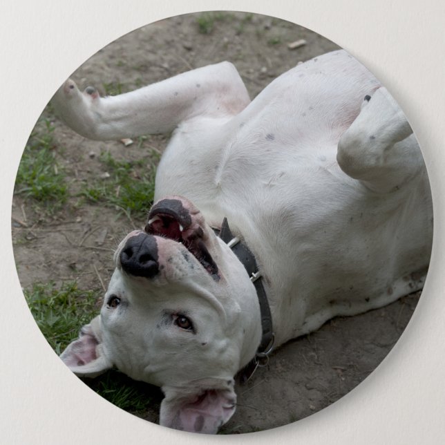 Playing Dogo Argentino 6 Cm Round Badge (Front)