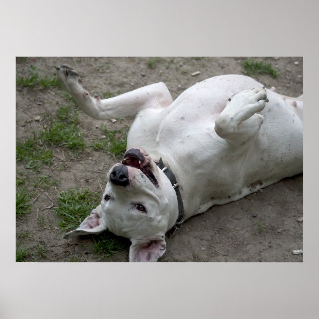 Playing Dogo Argentino Poster (Front)