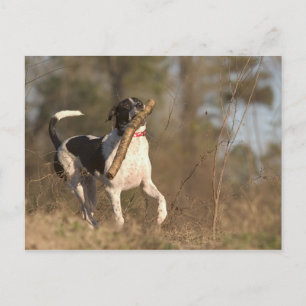 Playing fetch postcard