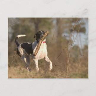 Playing fetch postcard